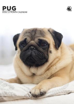 Mopshond A3 Kalender 2026