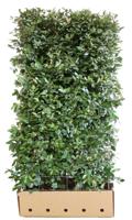 Kant & klaar haag Elaeagnus ebbingei Compacta 180 x 100 cm breed Olijfwilg Quickhedge - Quickhedge