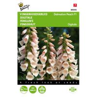 5 stuks Digitalis Dalmation Peach Tuinplus