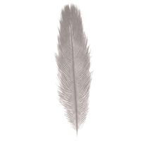 Struisvogelveer/sierveer - licht grijs - 55-60 cm - decoratie/hobbymateriaal