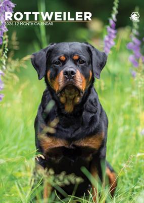 Rottweiler A3 Kalender 2026