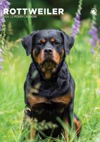 Rottweiler A3 Kalender 2026