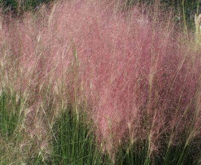 Muhlenbergia