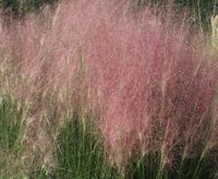 Muhlenbergia