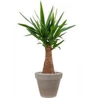 Plant in Pot Yucca Elephantipes 110 cm bloempot in Terra Cotta Grijs 35 cm bloempot