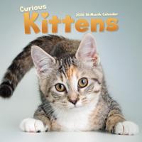 Nieuwsgierige Kittens Kalender 2026