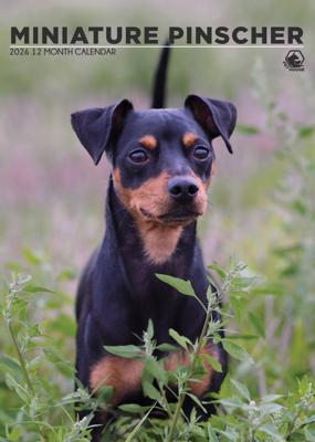 Miniatuur Pinscher A3 Kalender 2026