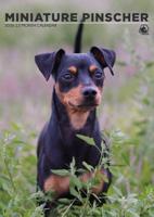 Miniatuur Pinscher A3 Kalender 2026