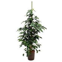 Ficus danielle M hydrocultuur plant - thumbnail