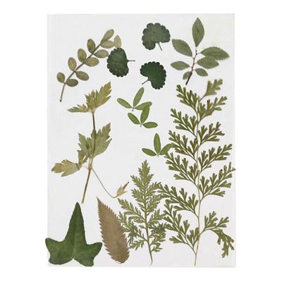 Creativ Company Gedroogde bloemen en bladeren groen