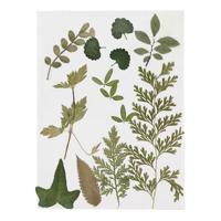 Creativ Company Gedroogde bloemen en bladeren groen