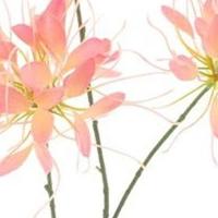 Spider flower spray peach 94 cm kunstbloem Erutan Avon - Erutan avon