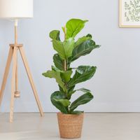 Ficus Lyrata - Vioolbladplant - P21 - thumbnail
