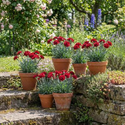 Dianthus Early Love - Roze Anjer - P10.5 (6 stuks) Dianthus Early Love - Roze Anjer - P10.5 (6 stuks)
