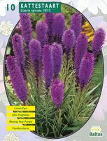 Zomer Bloembollen Liatris Spicata, Paars per 10 Baltus - Baltus
