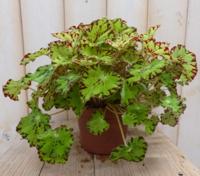 2 stuks! Kamerplant Bladbegonia lichtgroen - Warentuin natuurlijk