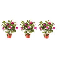 3x Roze fuchsiaplant kunstplant 30 cm voor binnen