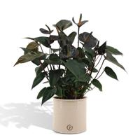 Anthurium andreanum Black Love incl. PURE zink - 45cm - Ø12 Anthurium andreanum Black Love incl. PURE zink - 45cm - Ø12