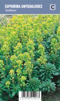 Vips Euphorbia amygdaloides 'Robbiae' - Wolfsmelk