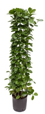 Hydroplant Hoya Hydroplant Hoya