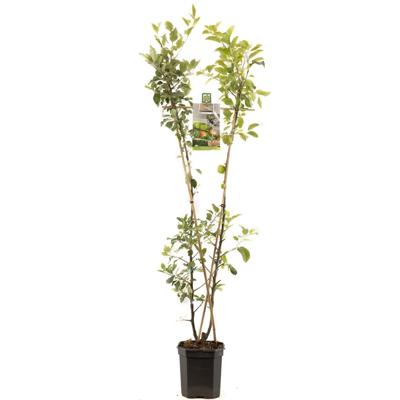 Duo-pruimenboom