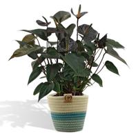 Anthurium andreanum Black Love incl. PURE mand - 45cm - Ø12 Anthurium andreanum Black Love incl. PURE mand - 45cm - Ø12
