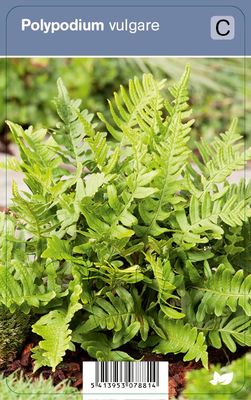 Vips Polypodium vulgare - Eikvaren