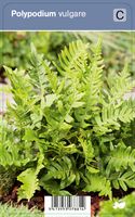 Vips Polypodium vulgare - Eikvaren