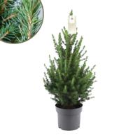 Kleine Kerstboom pot Ø19 cm - ca. 70 cm hoogte - Picea glauca Conica - thumbnail