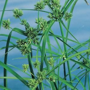 Parapluplant (Cyperus alternifolius) moerasplant - 6 stuks