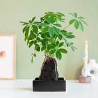 plantje.nl Schefflera op Lavasteen, Lavasteen, Groen, Easy Care plantje.nl Schefflera op Lavasteen, Lavasteen, Groen, Easy Care