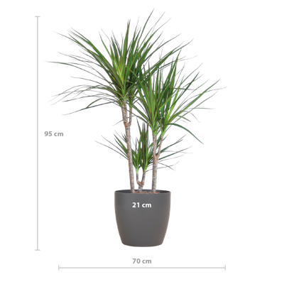 Dracaena Marginata met Viber pot grijs - 95cm - Ø21