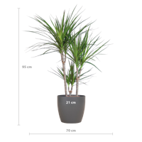 Dracaena Marginata met Viber pot grijs - 95cm - Ø21