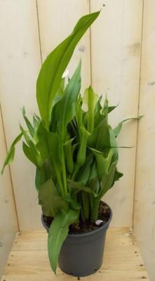 Betaplant Zantedeschia Calla kleur wisselt - Warentuin natuurlijk