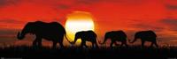 Poster Sunset Elephants 91,5x30,5cm Poster Sunset Elephants 91,5x30,5cm