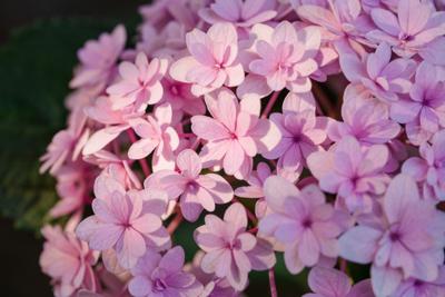 Pluimhortensia Gardenlight 'Pinklight' Pluimhortensia Gardenlight 'Pinklight'