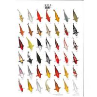 Superfish Educatieve Gelamineerde Koiposter Nr.2 A4 - Waterbestendige Gids voor Koi Variëteiten
