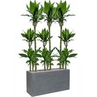 Plant in Pot Dracaena Fragrans Burundii 165 cm kamerplant in Fiberstone Grey 100x40 cm bloempot - thumbnail