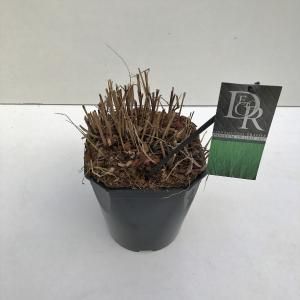 Vingergras (Panicum virgatum "Prairie Sky") siergras - In 5 liter pot - 1 stuks