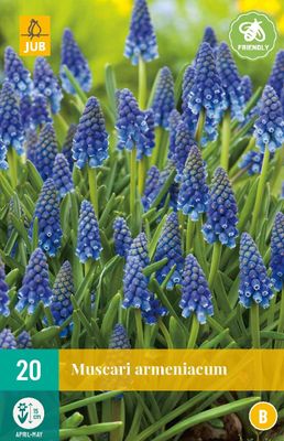 Muscari Armeniacum 20 bollen