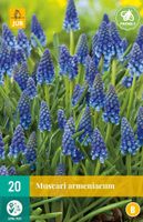 Muscari Armeniacum 20 bollen