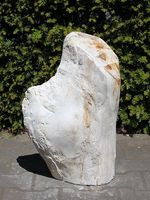 Fossiel hout PU-25, 55 cm