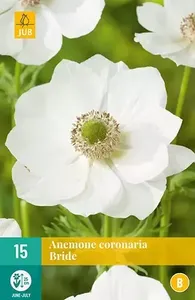 15 Anemone Coronaria Bride