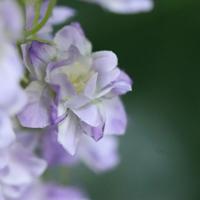 Delphinium Kunsttak 85cm Lavender Delphinium Kunsttak 85cm Lavender