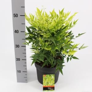 Hemelse bamboe (Nandina domestica “Lemon and Lime”®) heester - 25-30 cm - 9 stuks