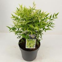 Hemelse bamboe (Nandina domestica “Lemon and Lime”®) heester - 25-30 cm - 9 stuks - thumbnail