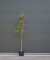 2 stuks! Perzische slaapboom Albizia julibrissin h 210 cm boom - Warentuin Natuurlijk