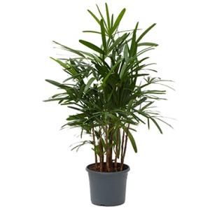 Rhapis excelsa M bamboepalm kamerplant