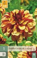 Dahlia Creme de cognac