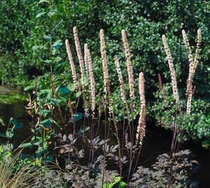 Cimicifuga ramosa Atropurpurea - Samplant